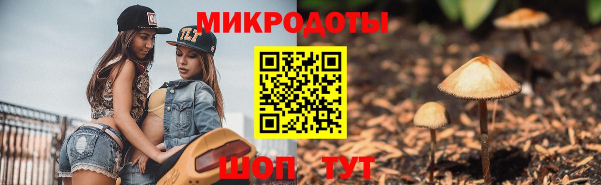 Галлюциногенные грибы Psilocybe Новокубанск